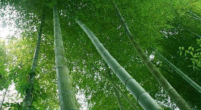 怀集农产品新"名片"--【茶杆竹】&【汶朗蜜柚】地理标志产品简介