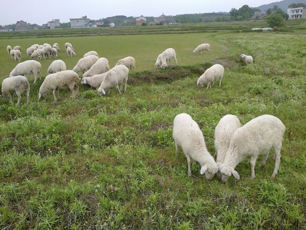 湖羊产地,湖羊种羊场,湖羊(第12页)_大山谷图库